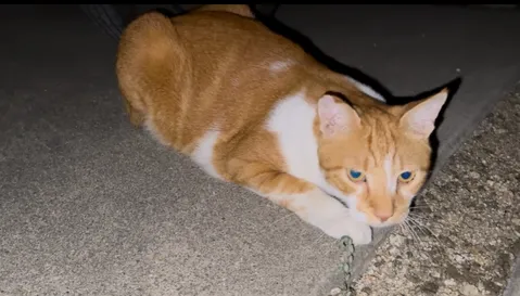 夜の路上に浮かぶ猫の佇まい
