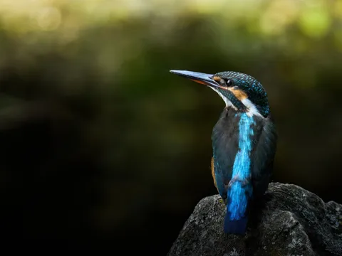 瑠璃色の輝き、カワセミ