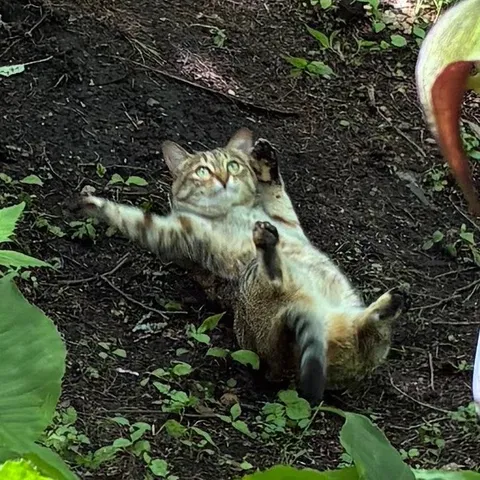 大地に寝そべる猫の不思議なポーズ