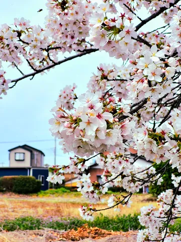 桜まみれ！あの家、見えてる？