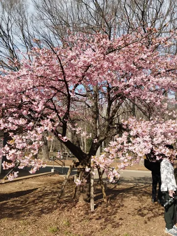 春一番、桜咲く