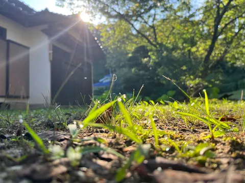 朝露と陽光の小道
