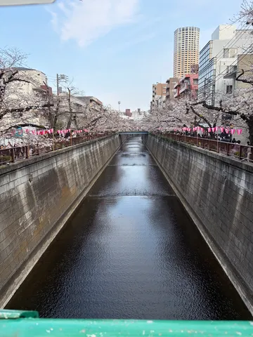 桜並木と灯りのリフレクション
