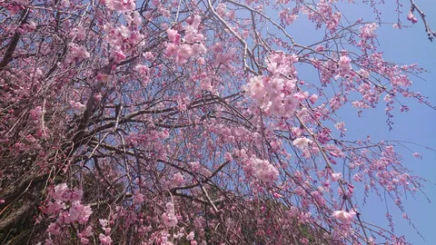 春風に揺れる桜の滝