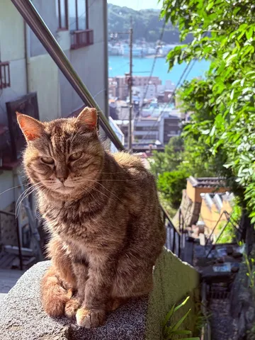 日差しを浴びる路地の番猫