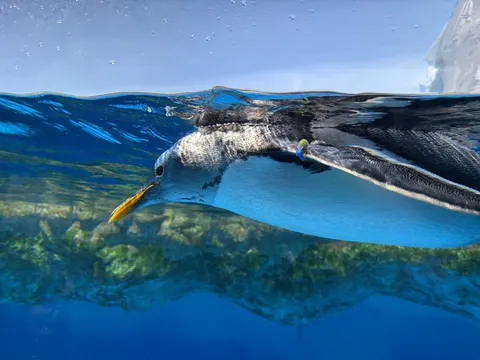 水面下の静寂、ペンギンの旅