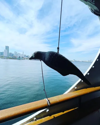 水辺の黒い鳥、都会の空と船旅