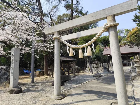 鳥居と桜、春の厳かな風景