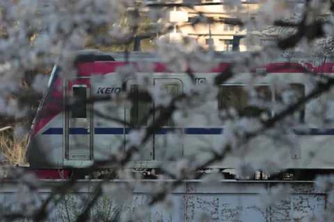 桜に霞む春の京王線