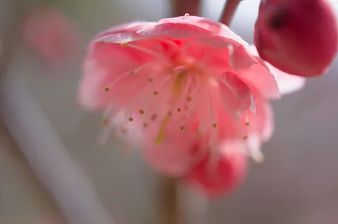 朝露に濡れる花弁