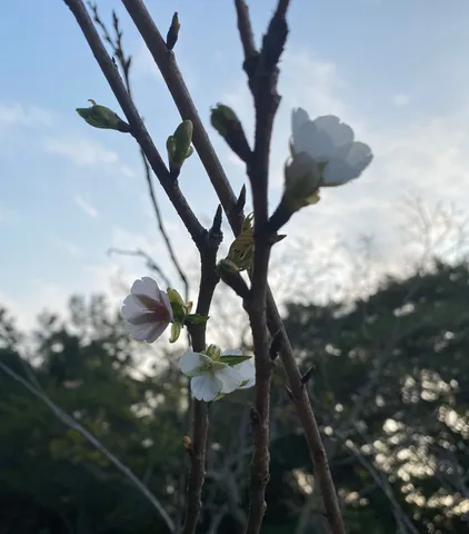 春を告げる淡い息吹