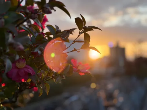 夕陽が咲かせた光の輪