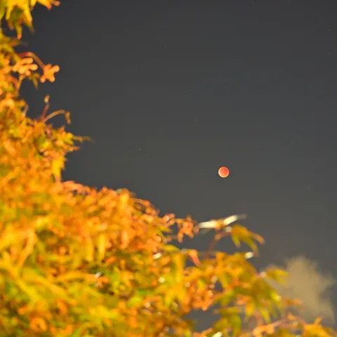 紅葉の葉に隠れた、赤い月