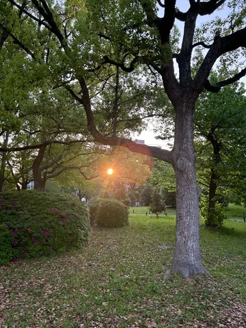 木漏れ日の公園散歩