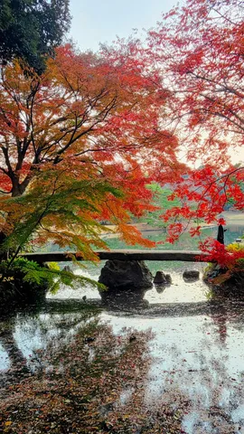 水面に映る紅葉、主役はどっち？