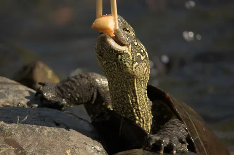 chopsticksでごはんタイム