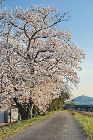 桜並木の続く小道で春を感じて