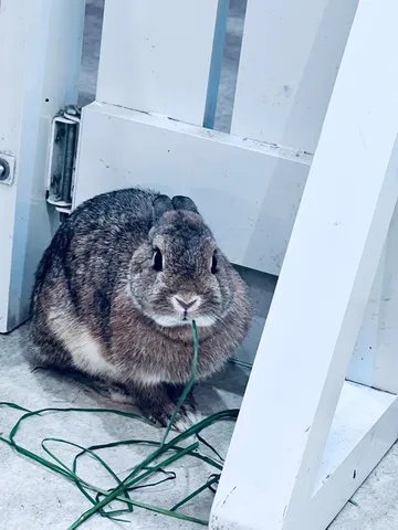 草を食む、静かな時間