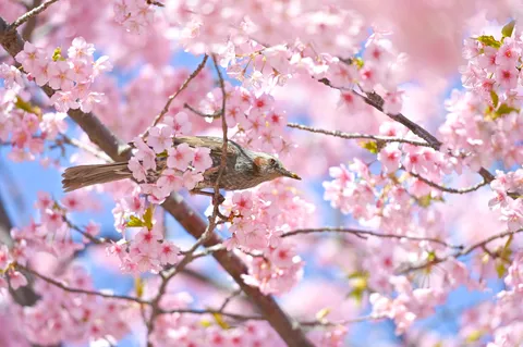 春告げる小鳥と桜