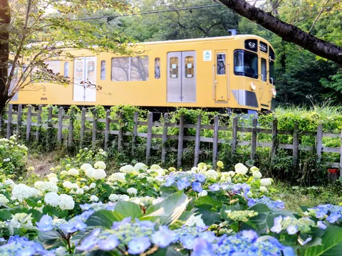 花咲く線路と、ひょっこり電車