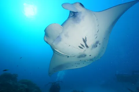 海の大帆が静かに泳ぐ
