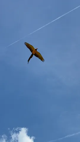 青空を翔ぐ黄色い影