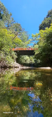 水辺の橋と緑の光
