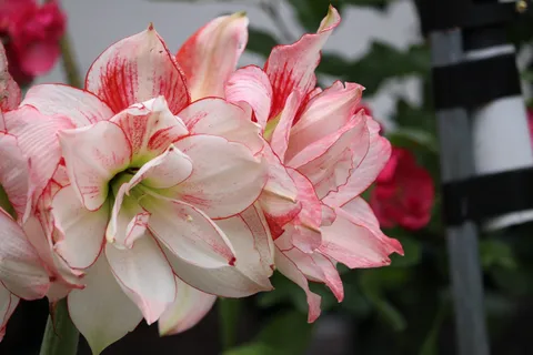 薔薇色のアマリリス