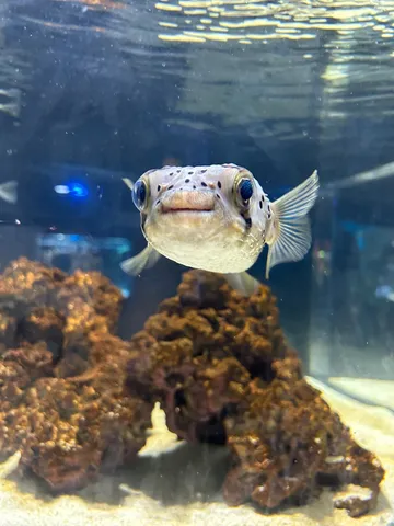 岩陰から覗く、つぶらな瞳の主