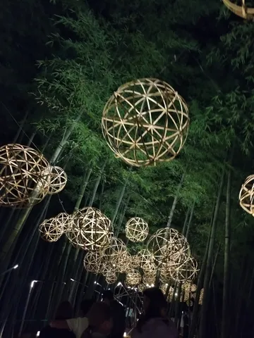 竹林を彩る光の球体