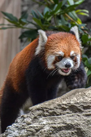 ちょいワル顔のレッサーパンダ