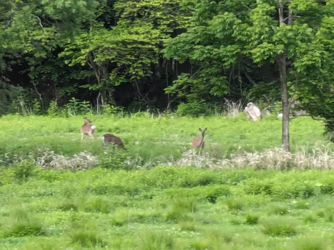 草むら鹿さん、見つかっちゃった？