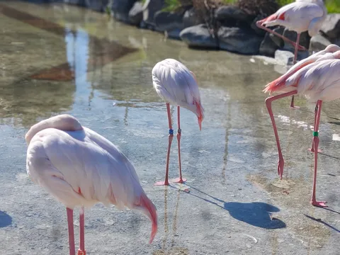 水面に映るピンクの影