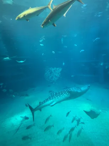 水槽をゆく巨獣と群れの気配