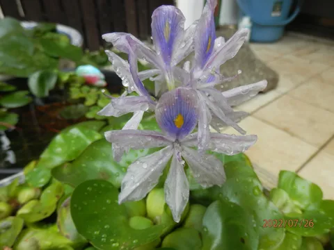雨上がりの紫の光