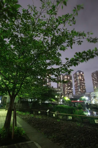 夜景と木々の静かなリズム