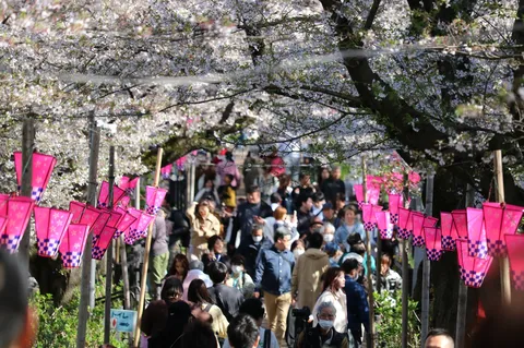 桜の下の賑わい、提灯が彩る道