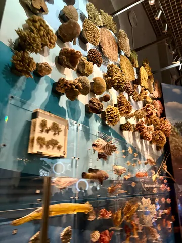 博物館の静かなる海の世界