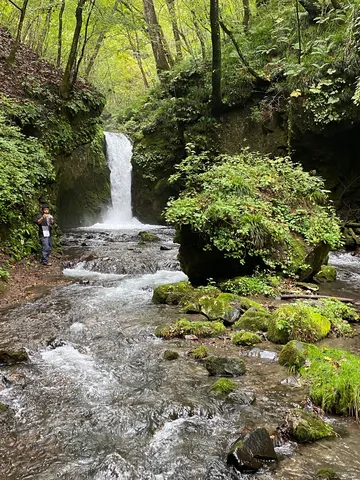 森の小さな滝と苔の旅路