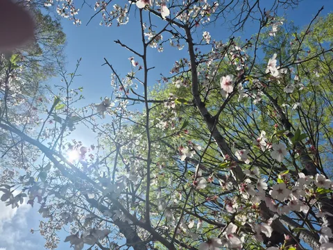 青空に舞う、桜の綿雪