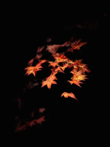闇夜に燃える紅葉の灯