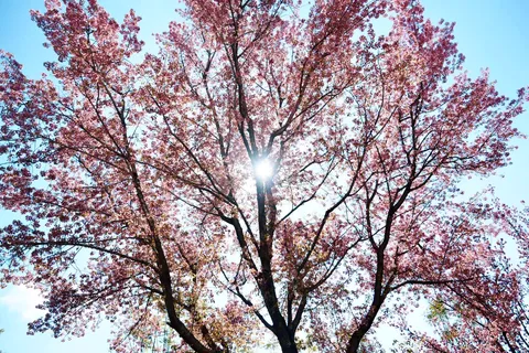 空を染める枝先の光