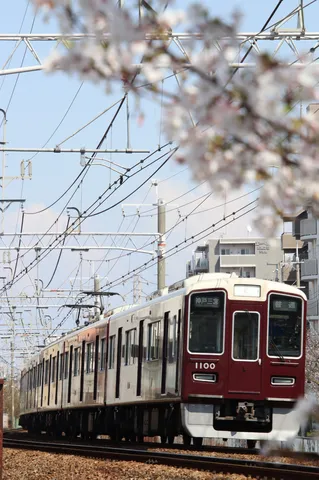 春を運ぶ、桜と電車の旅