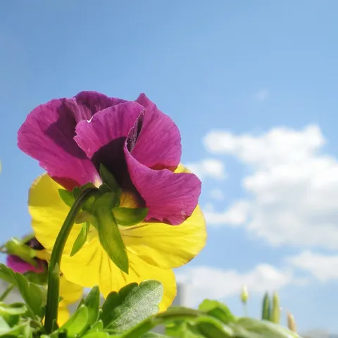 空と花、時を待つ