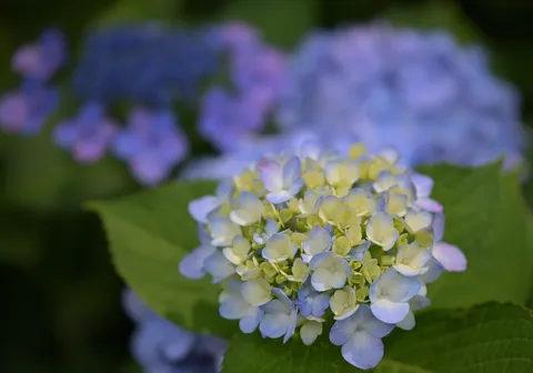 青い紫陽花、雨上がり