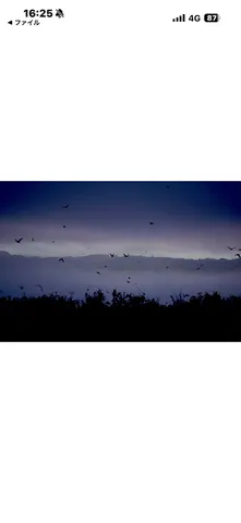 夕暮れの鳥影と霧の群れ