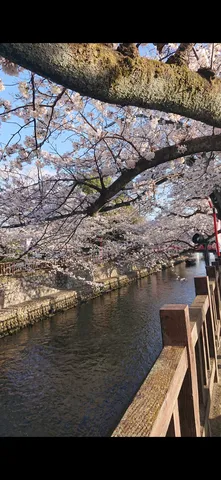 桜並木と静かな水路