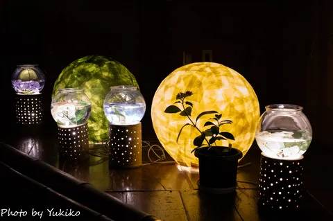 幻想的な光と水辺の植物