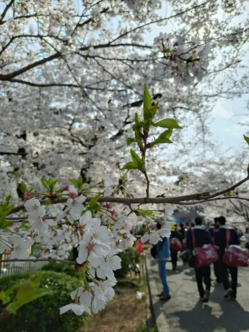 満開の桜と新緑のコントラスト