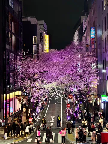 都会の夜桜、光の魔法で大変身